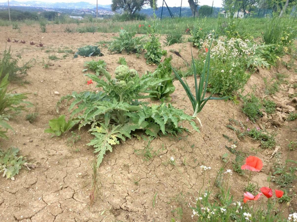 Le Terre D'Abruzzo Guest House Alanno ภายนอก รูปภาพ